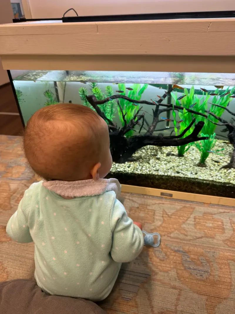 Toddlers watching fish tank