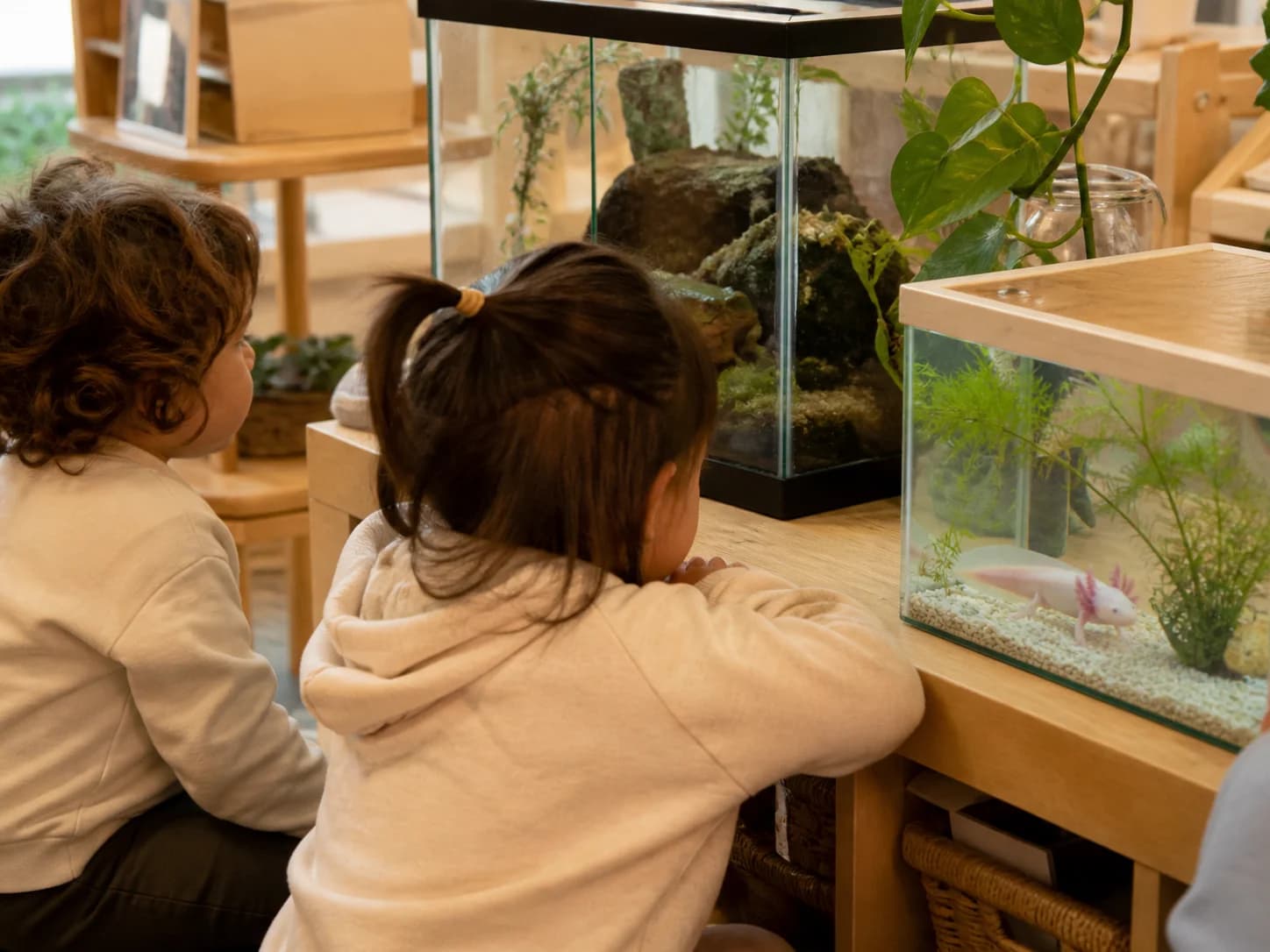Axolotls in the classroom aquarium