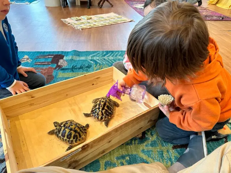 Children caring for tortoises