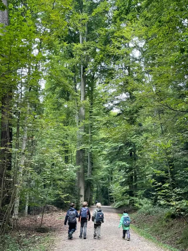 Children exploring the forest on a nature walk
