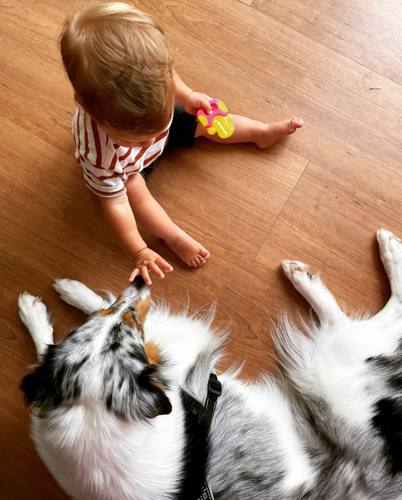Children caring for school animals