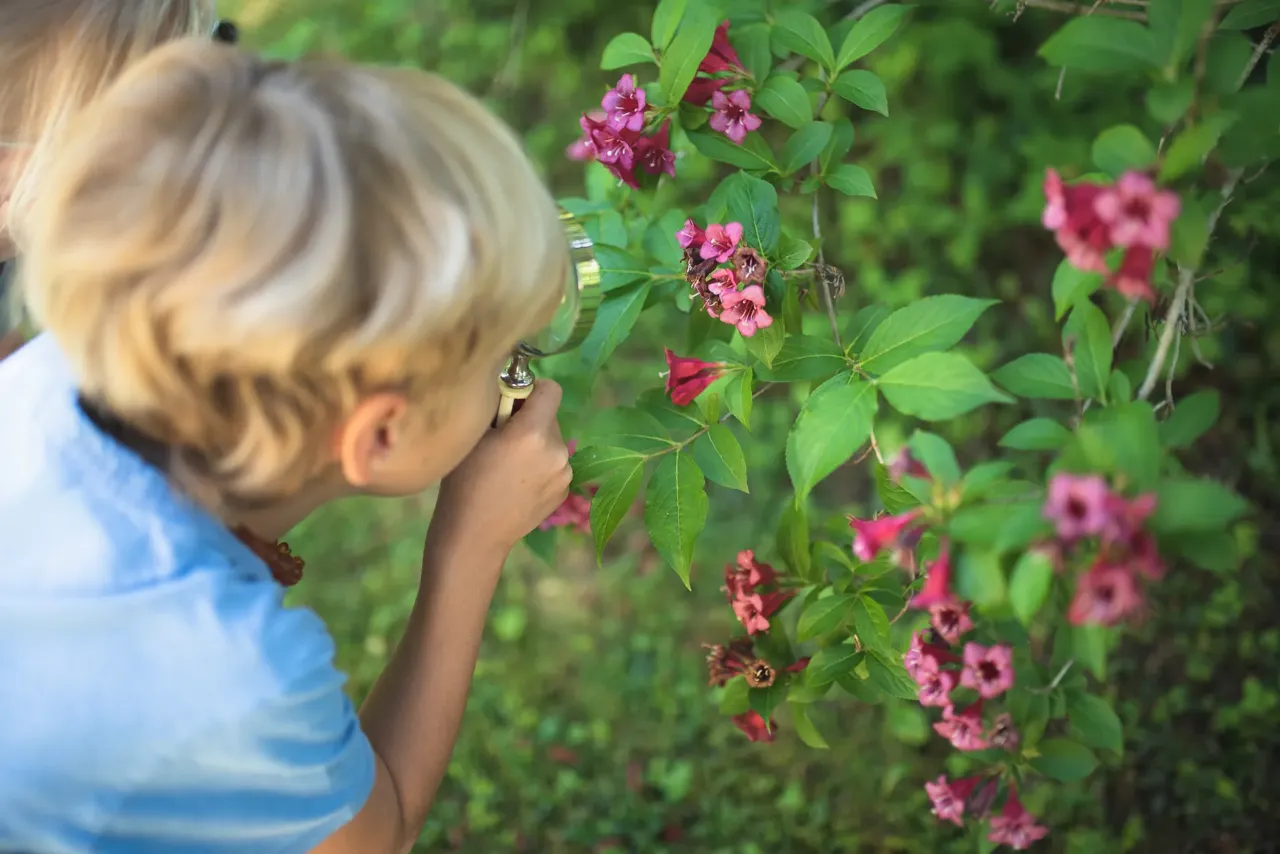 A child deeply focused during the morning work cycle